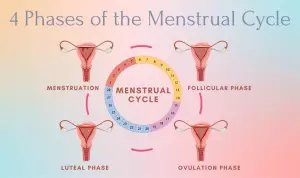 Diagram showing the four phases of the menstrual cycle.