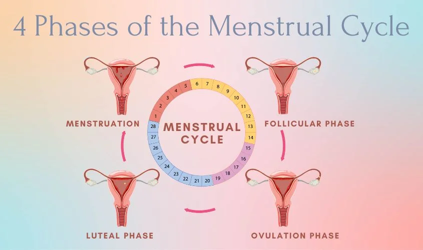 Diagram showing the four phases of the menstrual cycle.