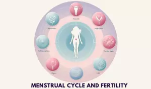 Diagram of the menstrual cycle and fertility connection.