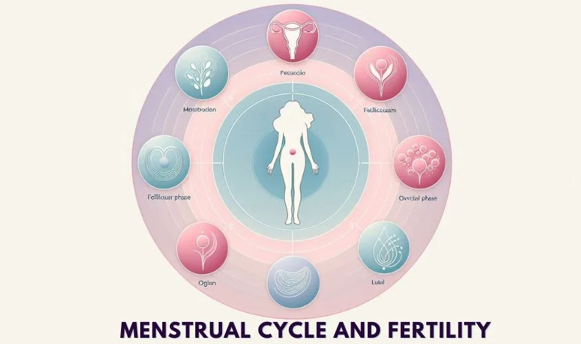 Diagram of the menstrual cycle and fertility connection.