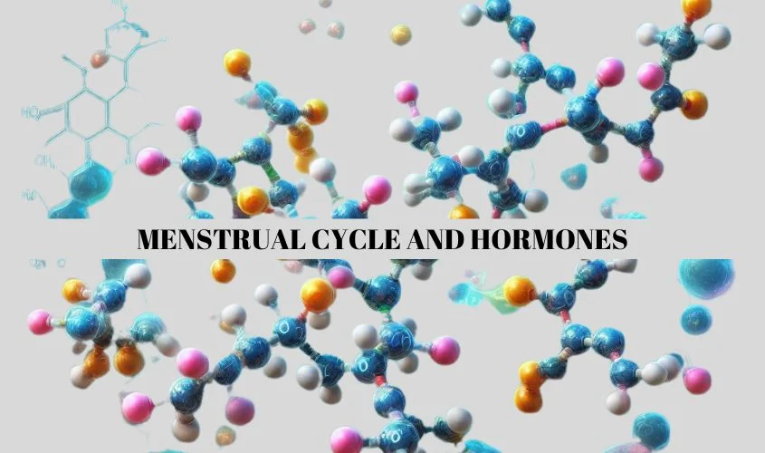 Illustration of menstrual cycle phases and hormonal changes.