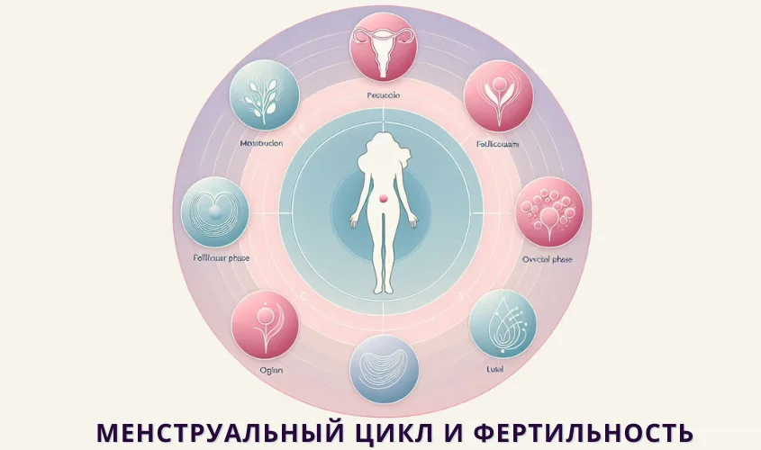 Диаграмма связи менструального цикла и фертильности.