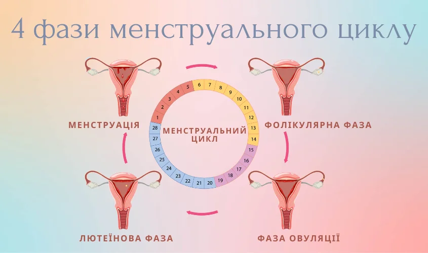 Діаграма, що показує чотири фази менструального циклу.