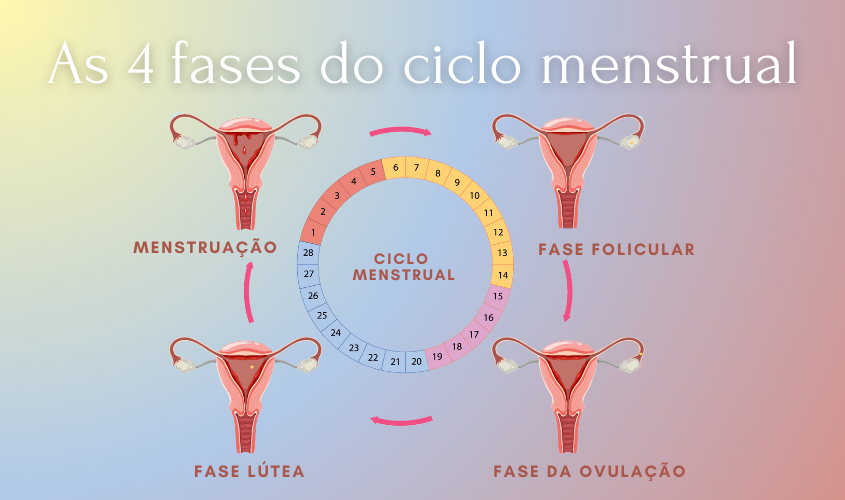 Diagrama mostrando as quatro fases do ciclo menstrual.