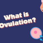 Ovulation is?