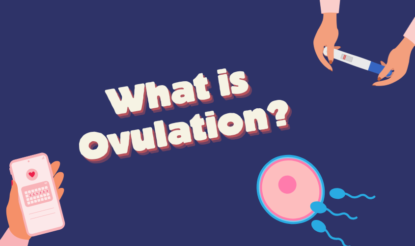 Ovulation is?